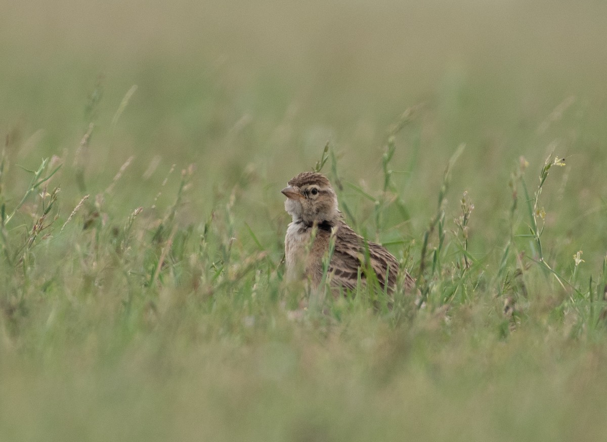 Жайворонок тибетський - ML647160214
