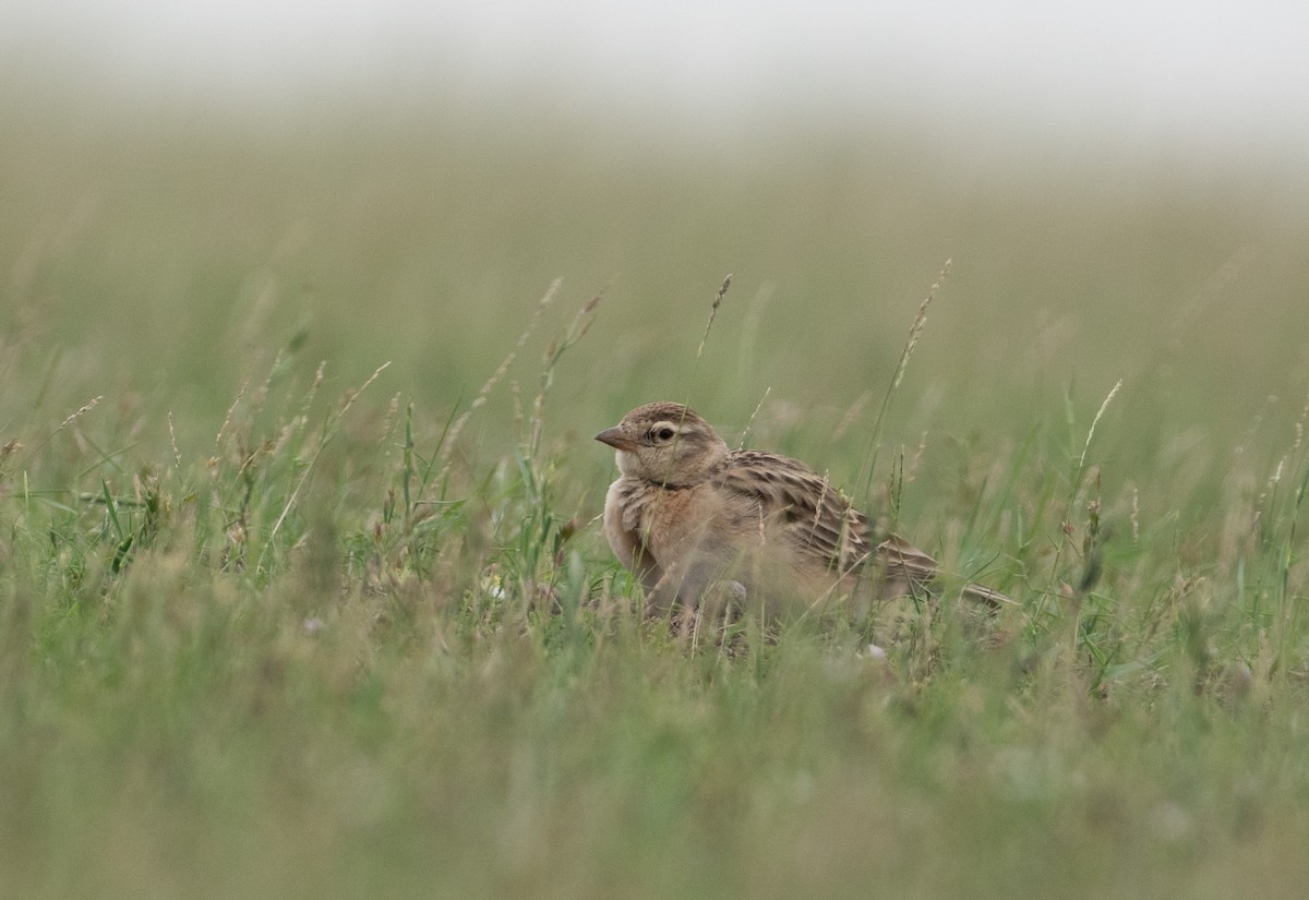 Жайворонок тибетський - ML647160215