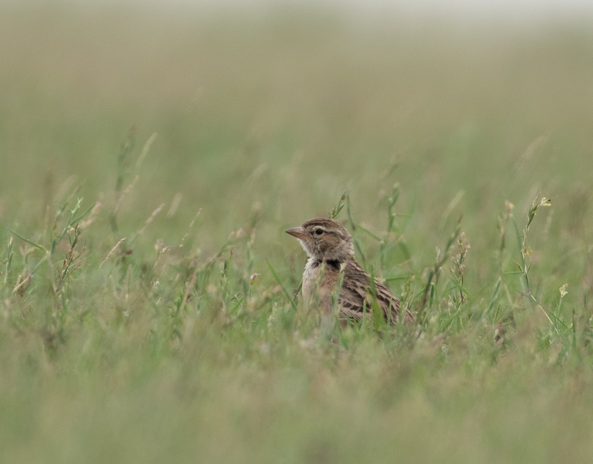 Жайворонок тибетський - ML647160216
