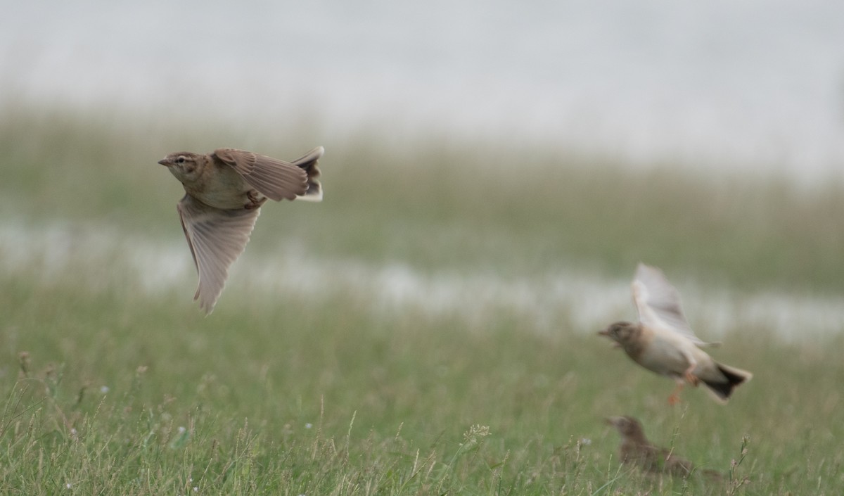 Жайворонок тибетський - ML647160217