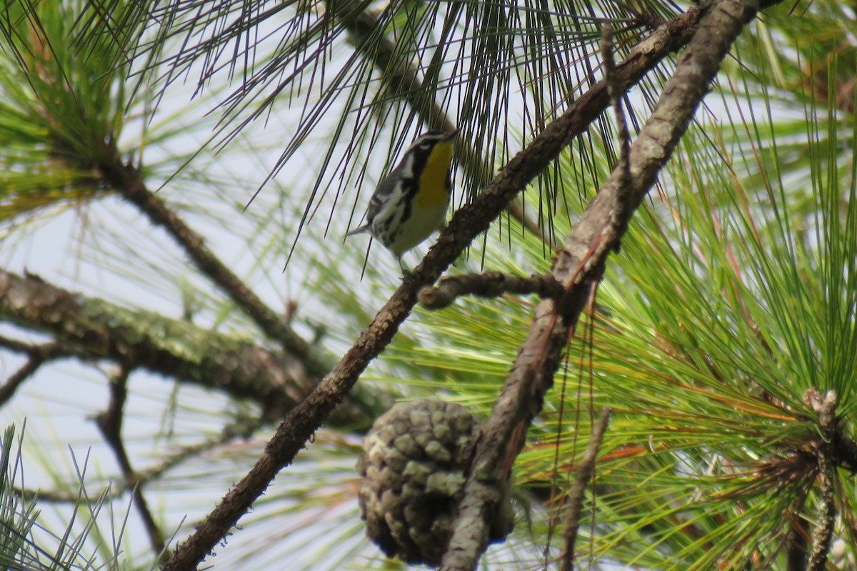 Goldkehl-Waldsänger - ML647160233