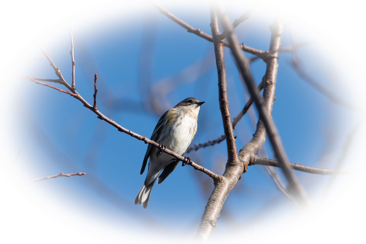Yellow-rumped Warbler - ML647160235
