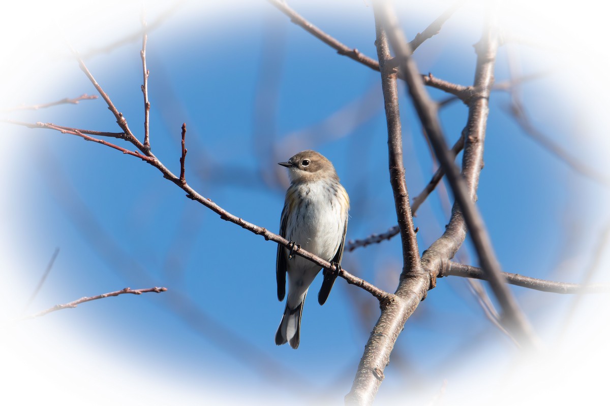 Yellow-rumped Warbler - ML647160236