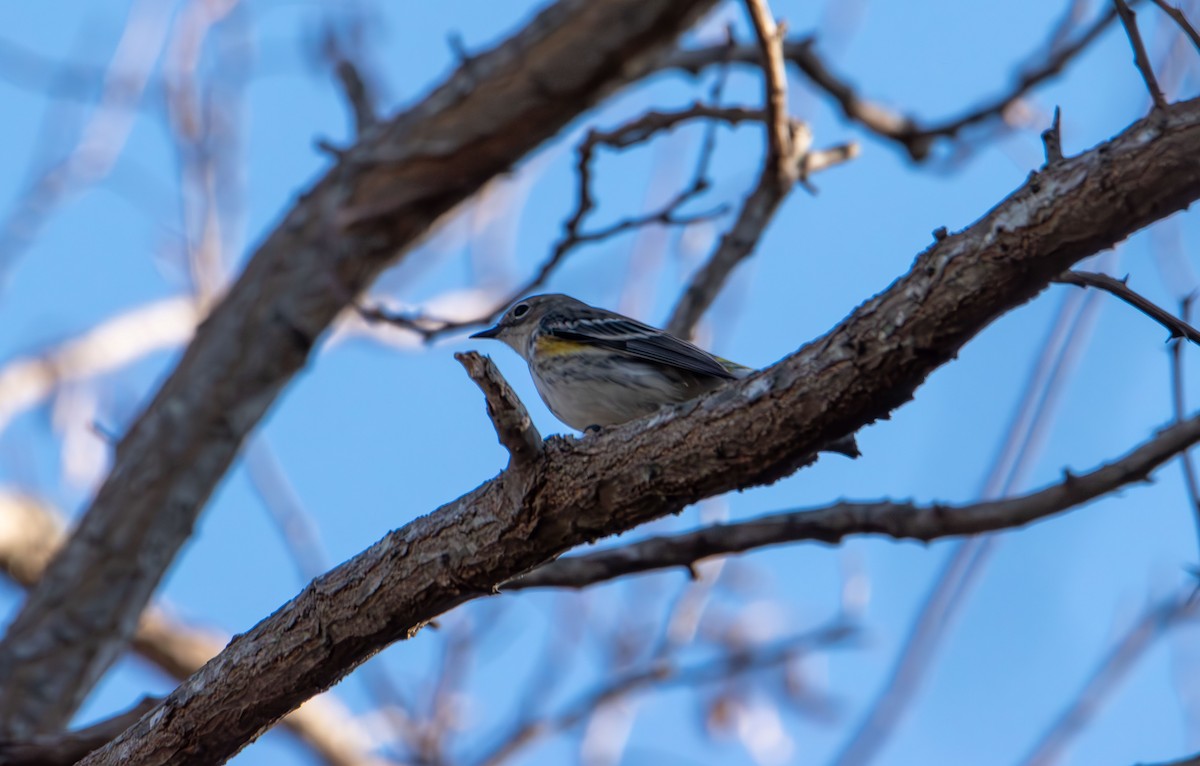 Yellow-rumped Warbler - ML647160237