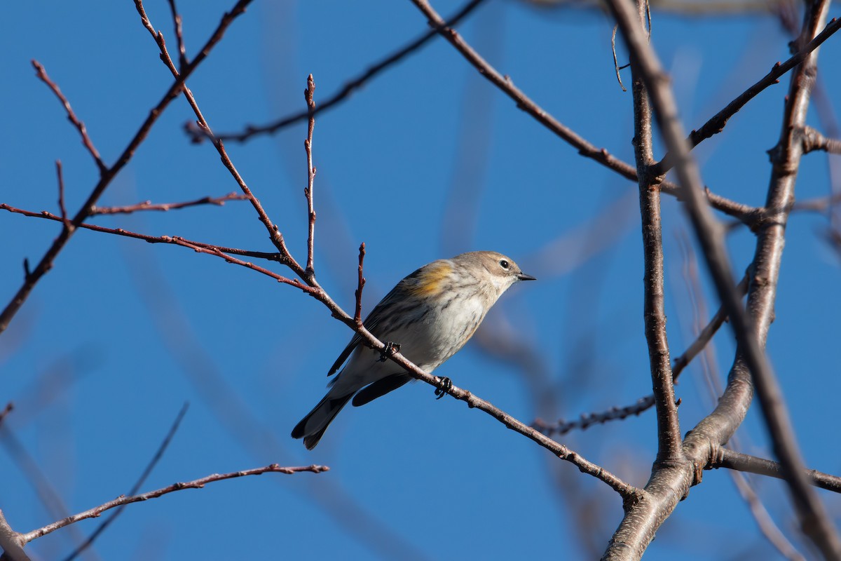Yellow-rumped Warbler - ML647160238