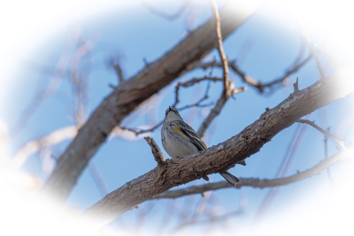 Yellow-rumped Warbler - ML647160239