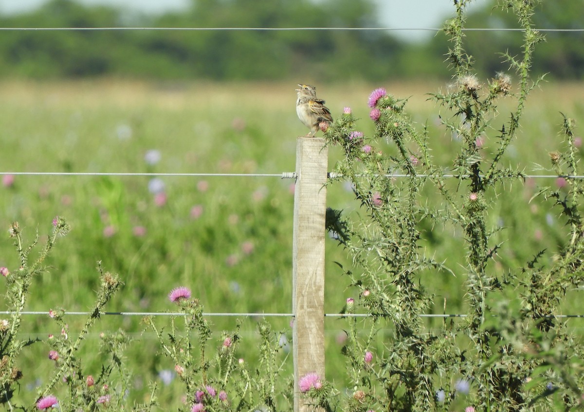 Grassland Sparrow - ML647160240