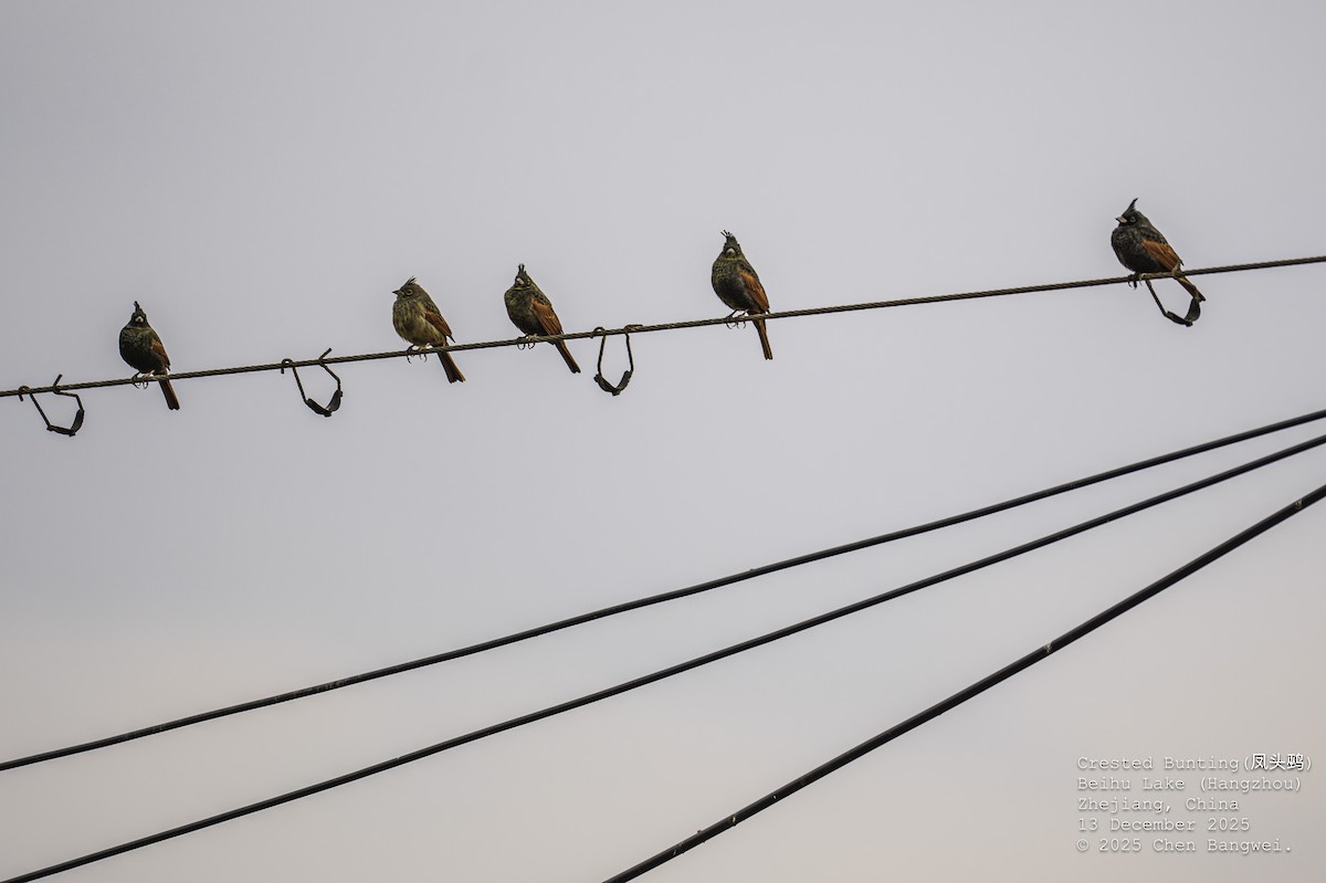 Crested Bunting - ML647160243