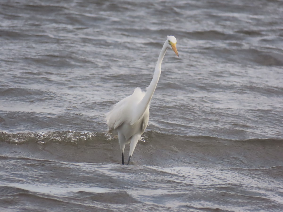 Great Egret - ML647160244