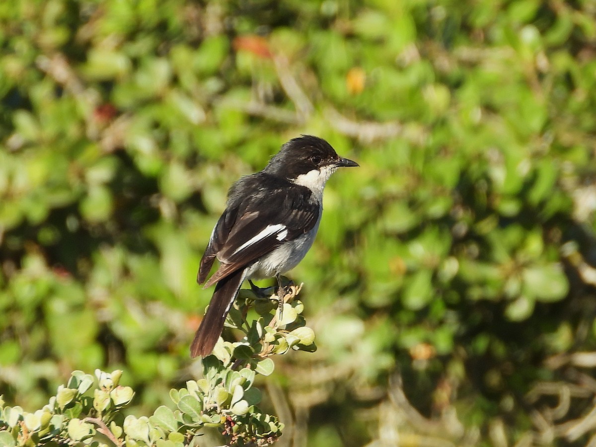 Fiscal Flycatcher - ML647160245