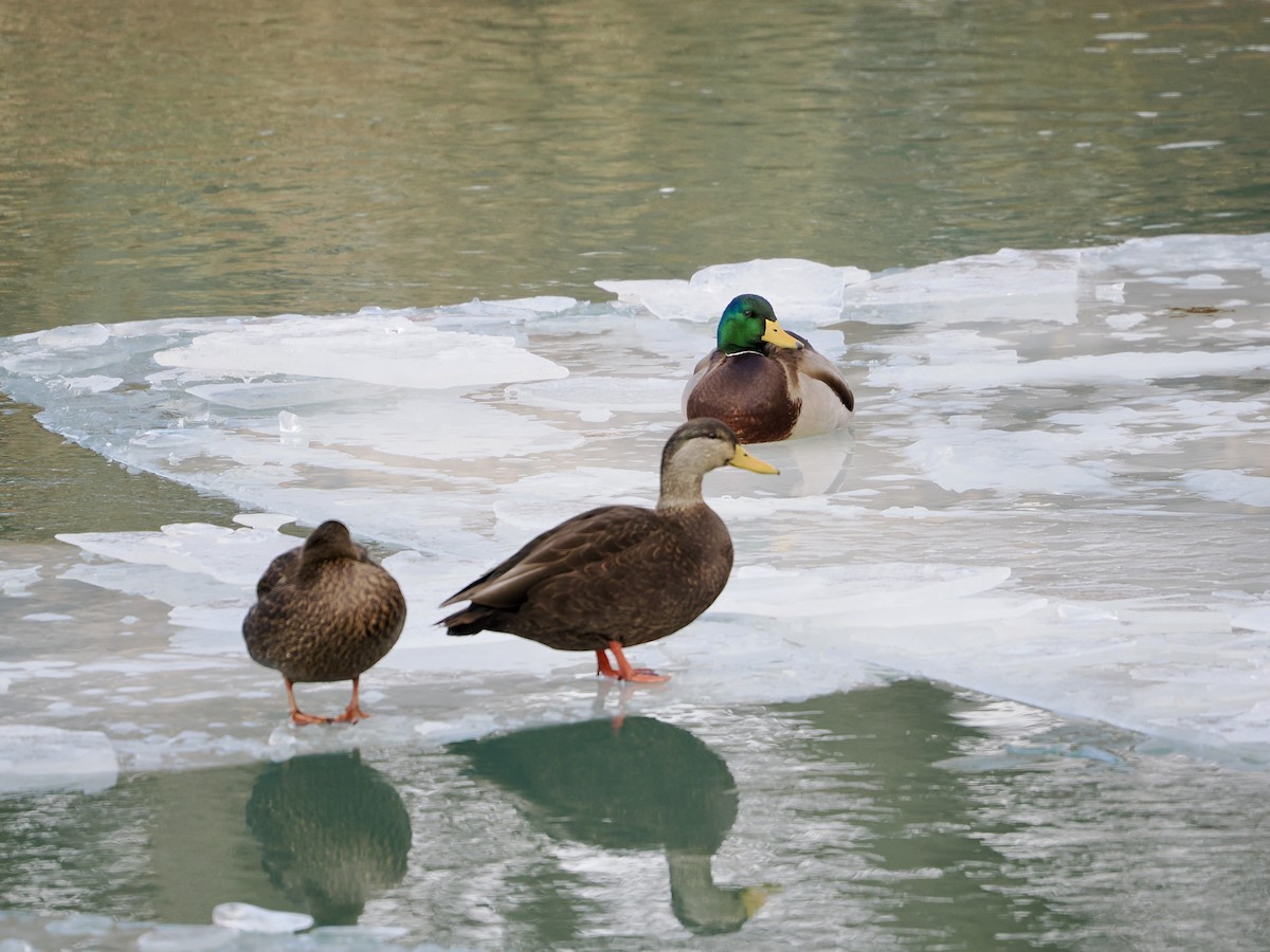 American Black Duck - ML647160246