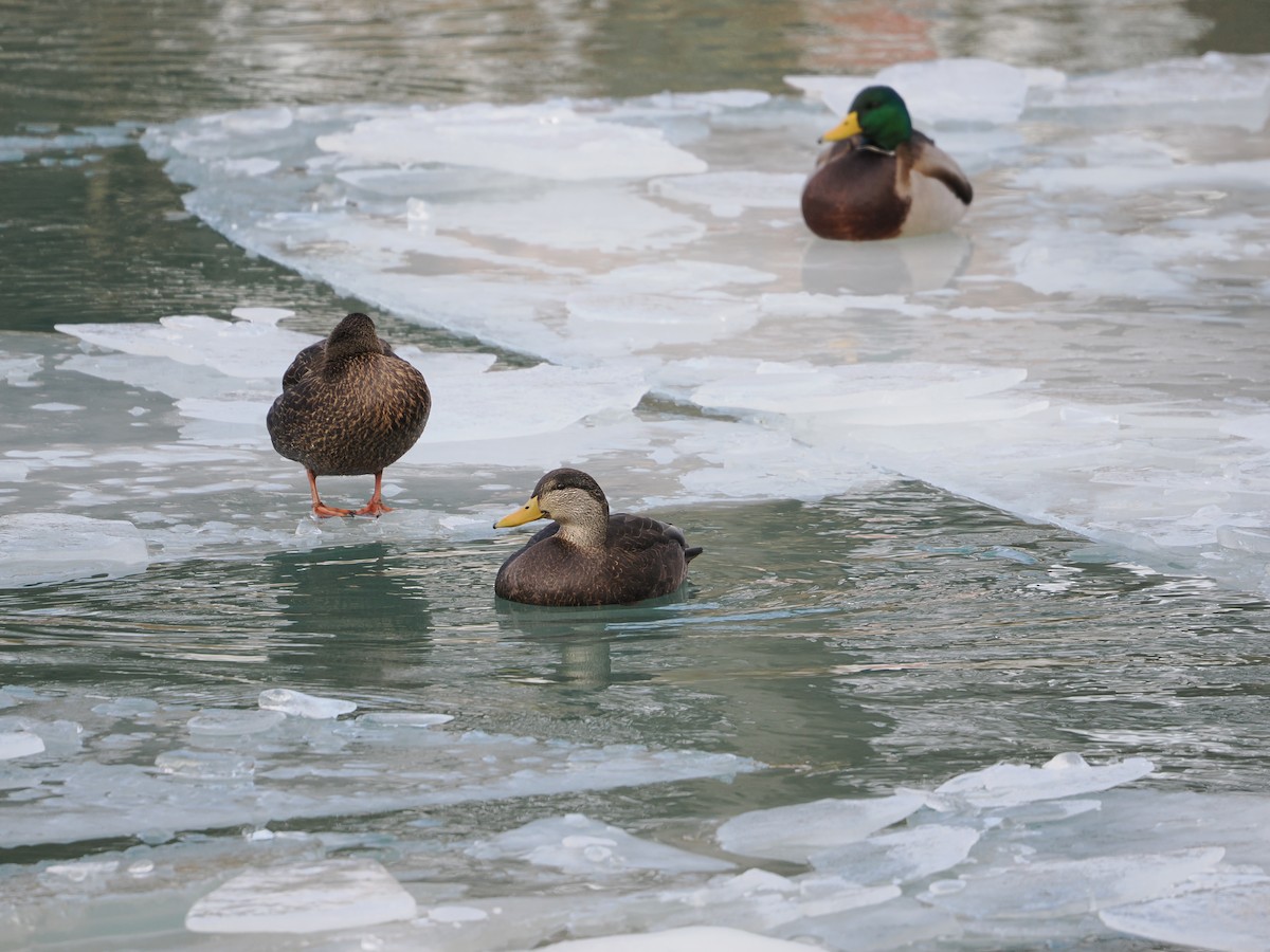 American Black Duck - ML647160247