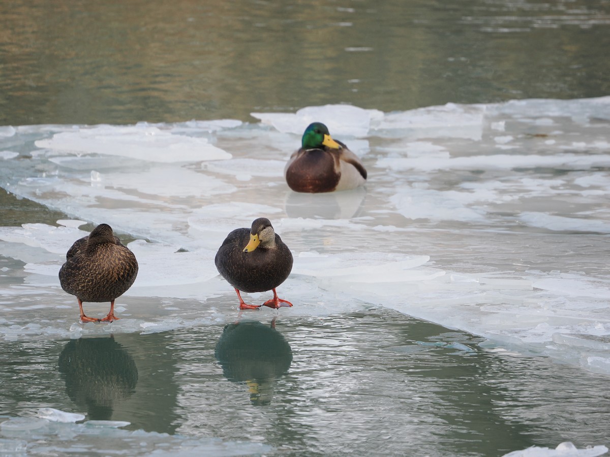 American Black Duck - ML647160248