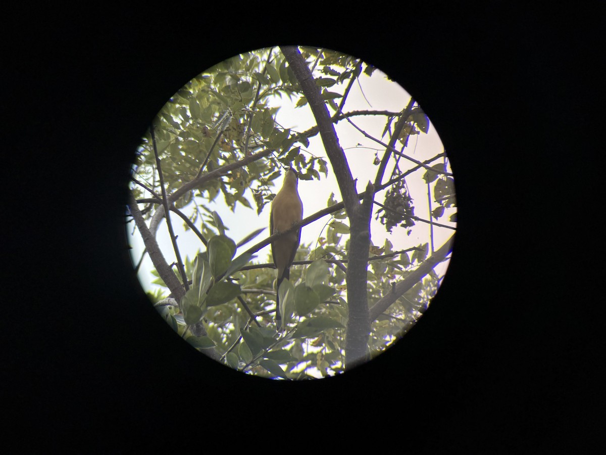 Mangrove Cuckoo - ML647160249