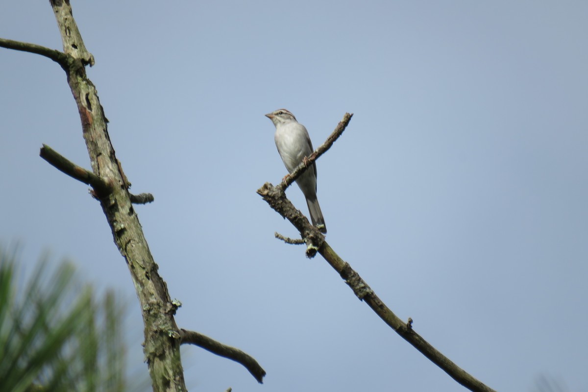 Chipping Sparrow - ML647160250