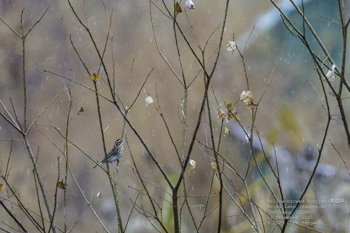Yellow-browed Bunting - ML647160251
