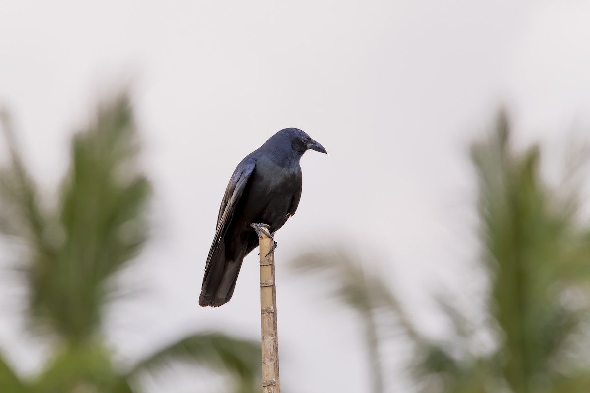 Sinaloa Crow - ML647160252