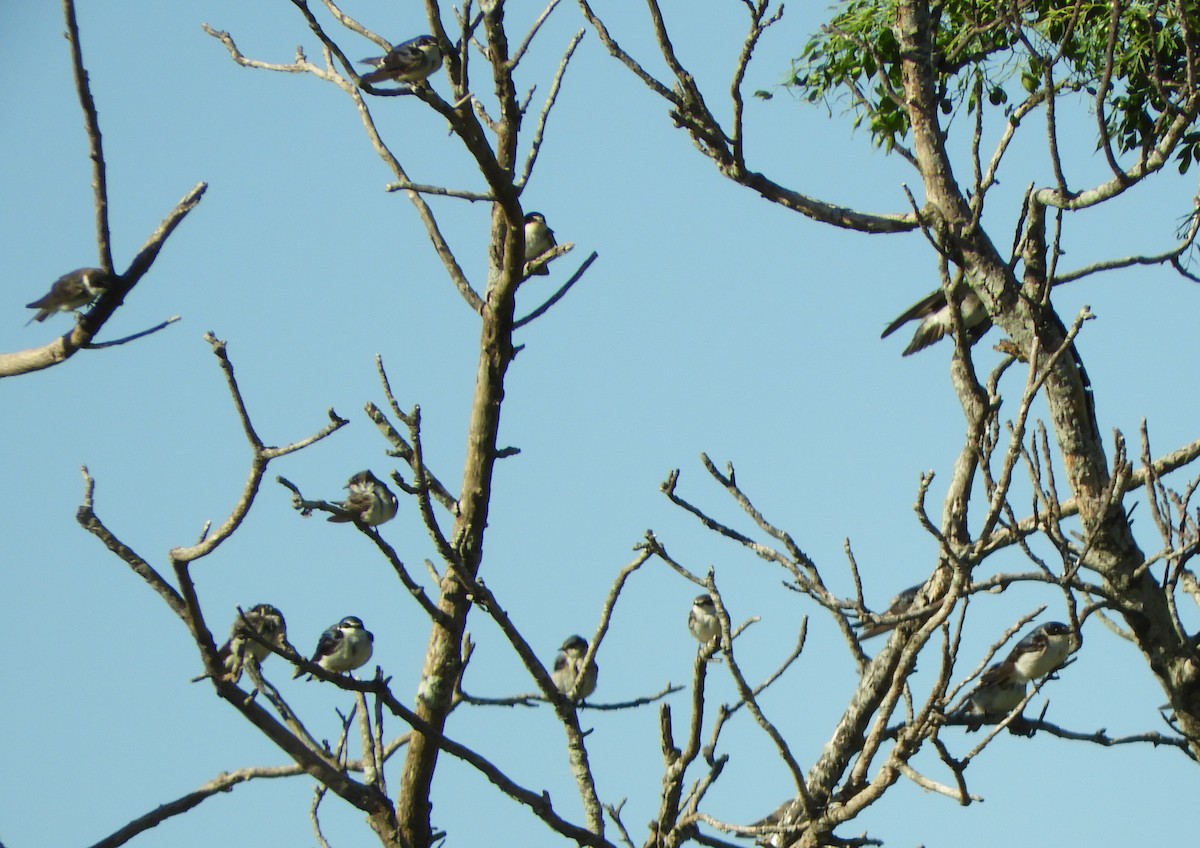 White-rumped Swallow - ML647160253