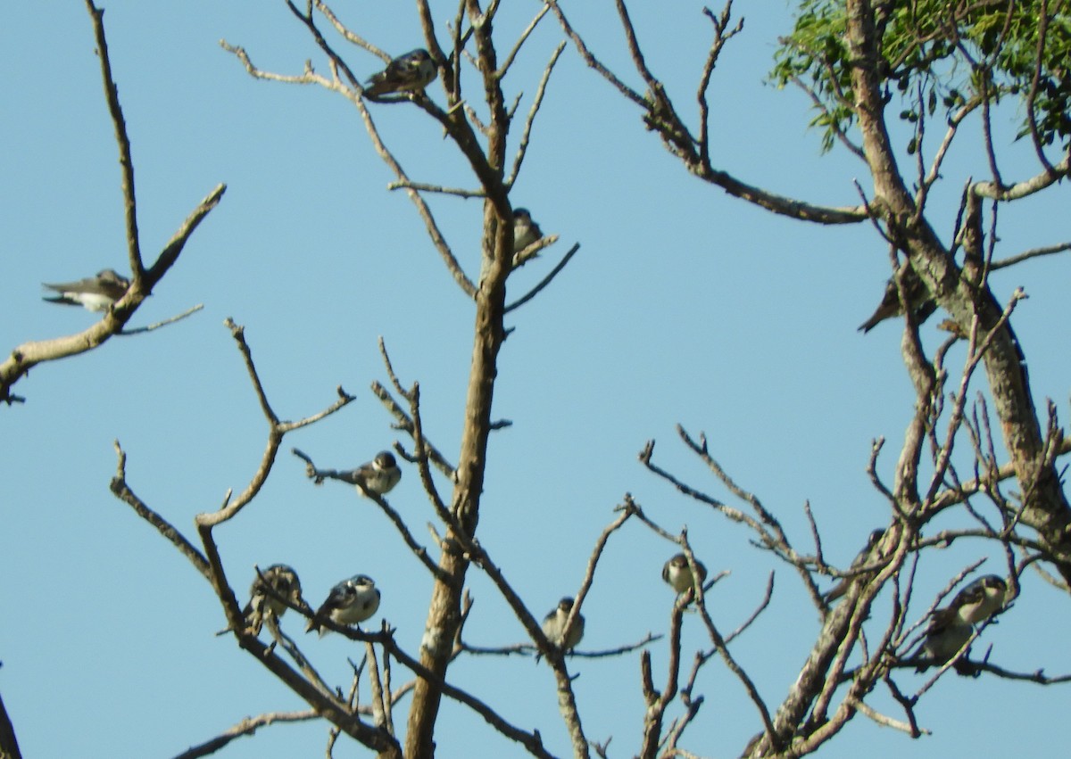 White-rumped Swallow - ML647160254