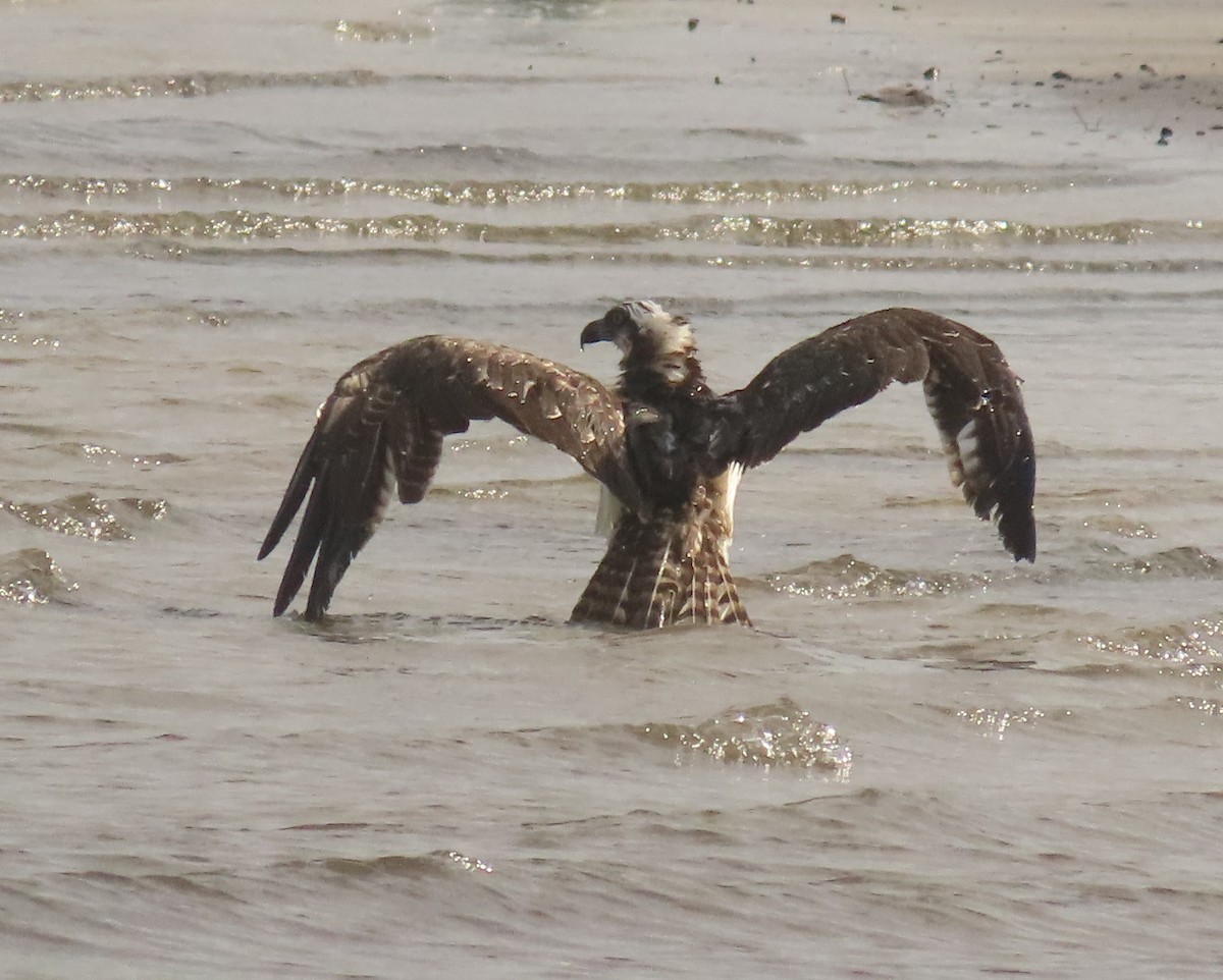 Osprey - ML647160255