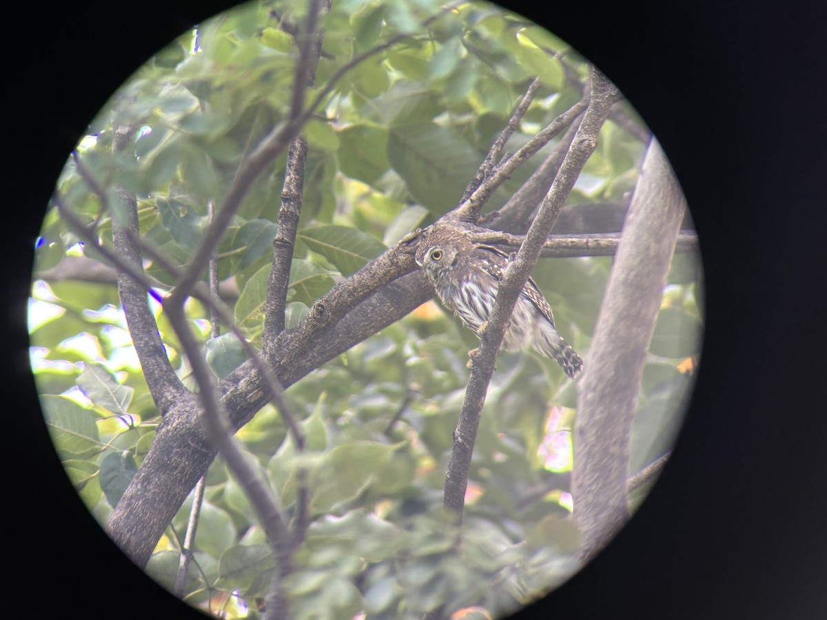 Ferruginous Pygmy-Owl - ML647160256