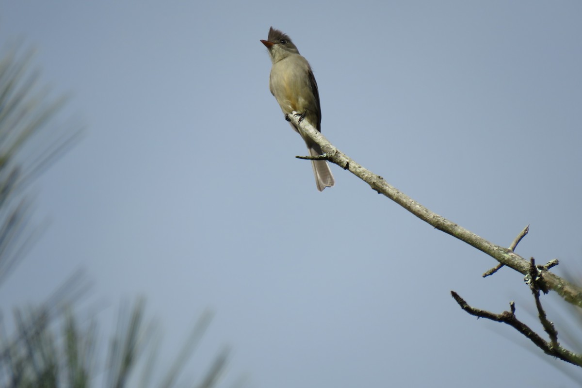 Greater Pewee - ML647160259