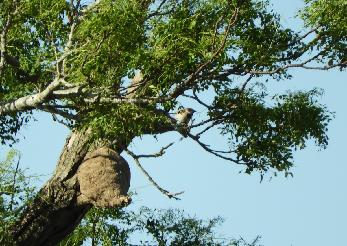 House Sparrow - ML647160261