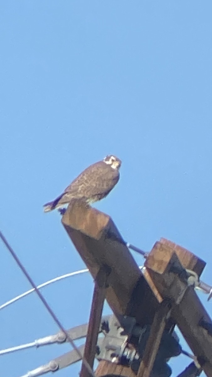 Prairie Falcon - ML647160262
