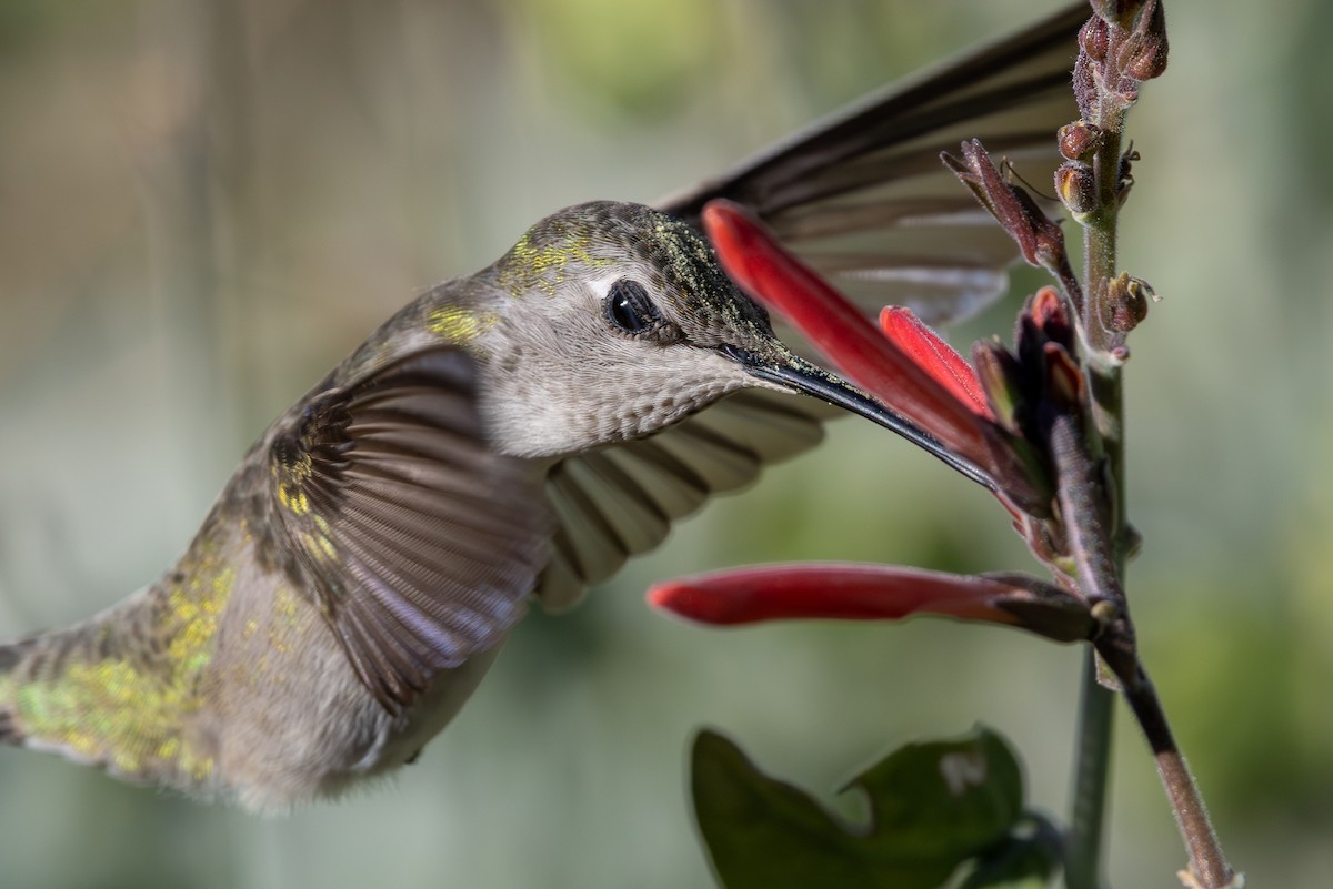 Anna's Hummingbird - ML647160263
