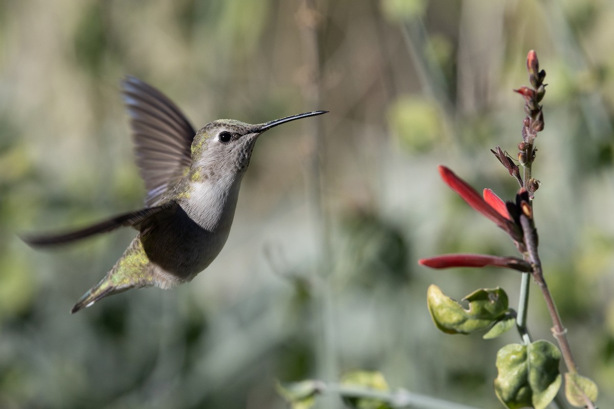 Anna's Hummingbird - ML647160264