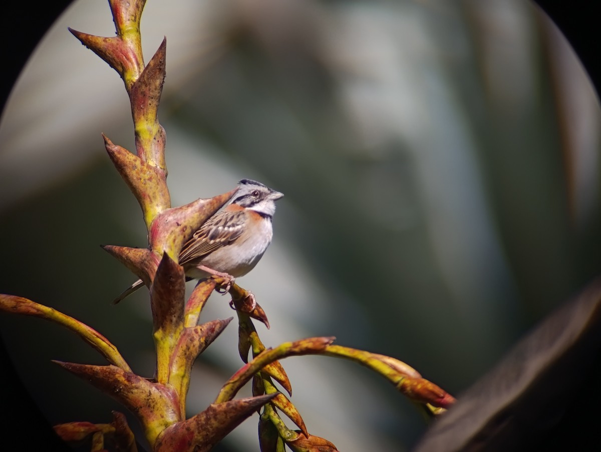 Rufous-collared Sparrow - ML647160265