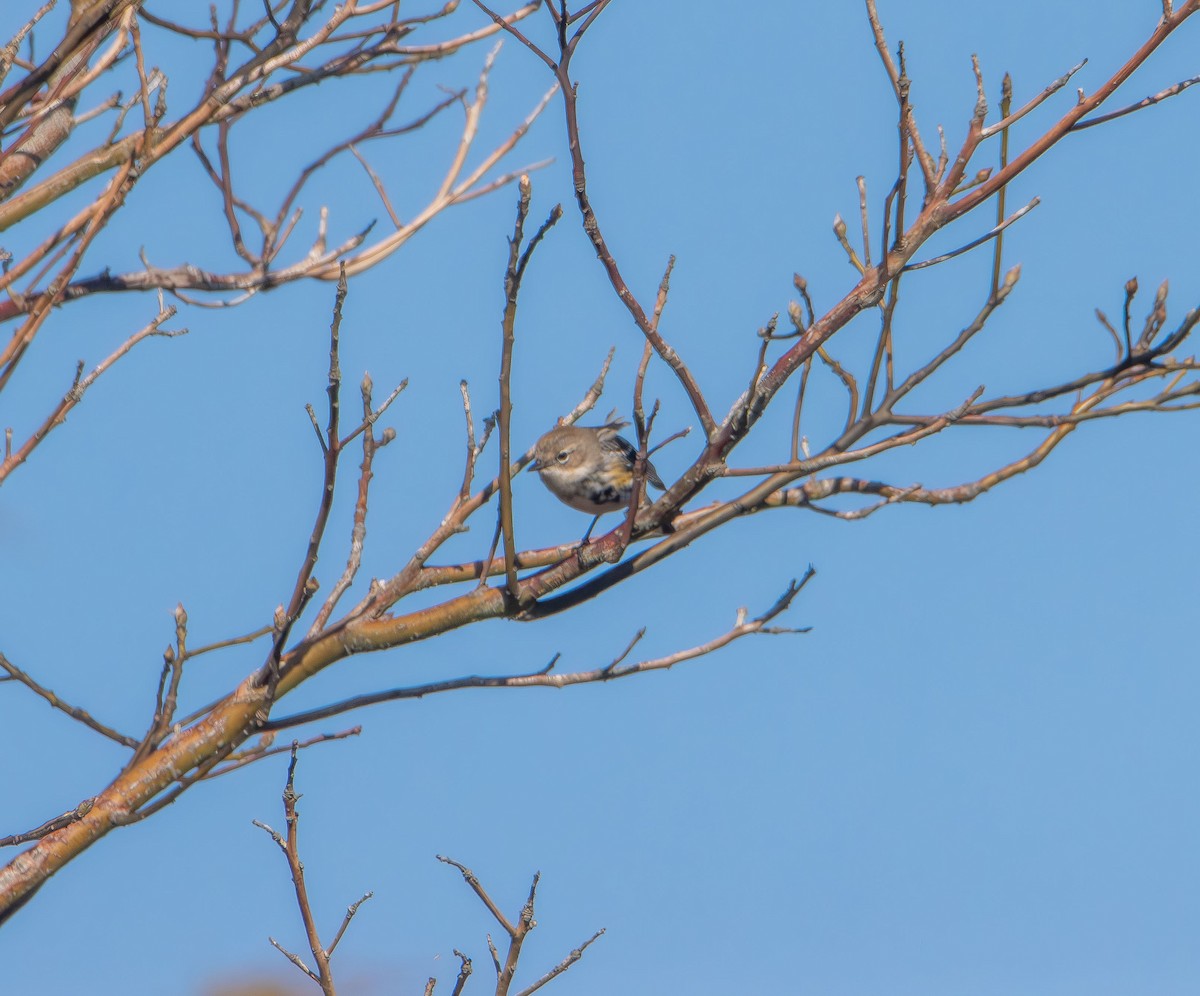 Yellow-rumped Warbler - ML647160266