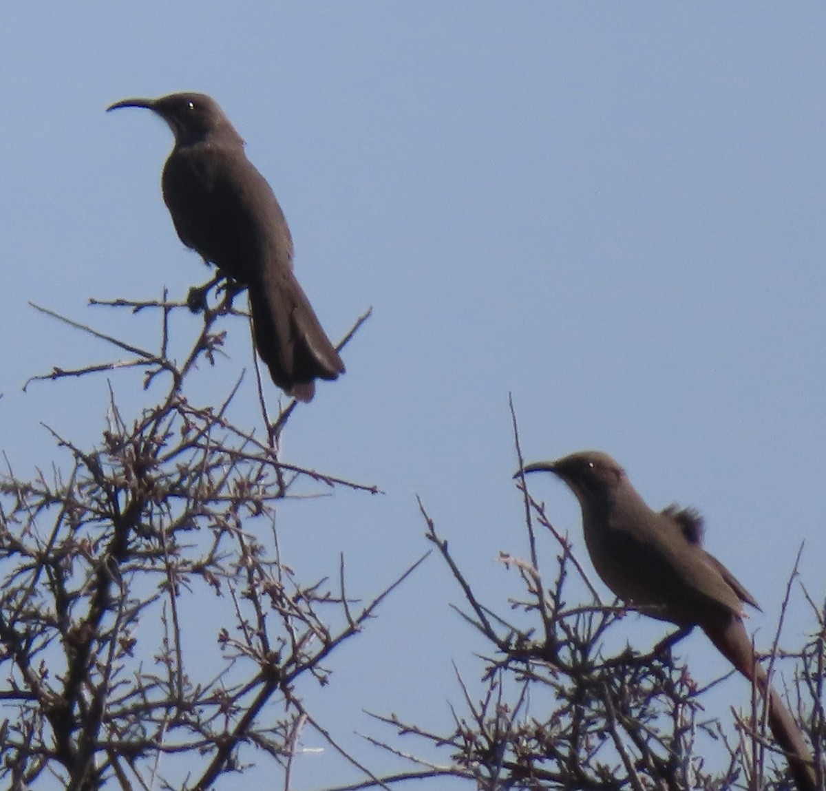 Crissal Thrasher - ML647160267