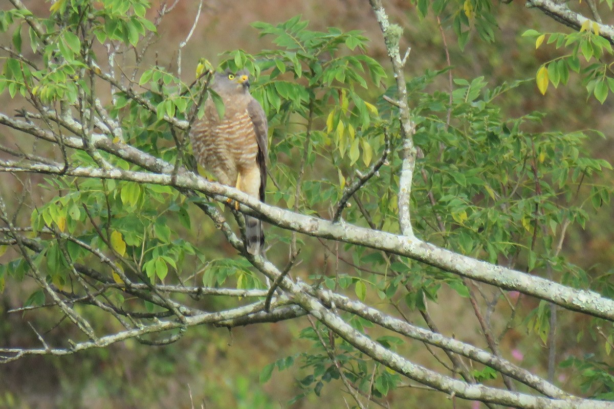 Roadside Hawk - ML647160269