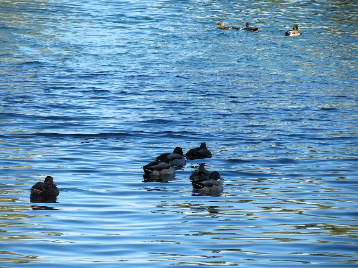 Mallard - ML647160281