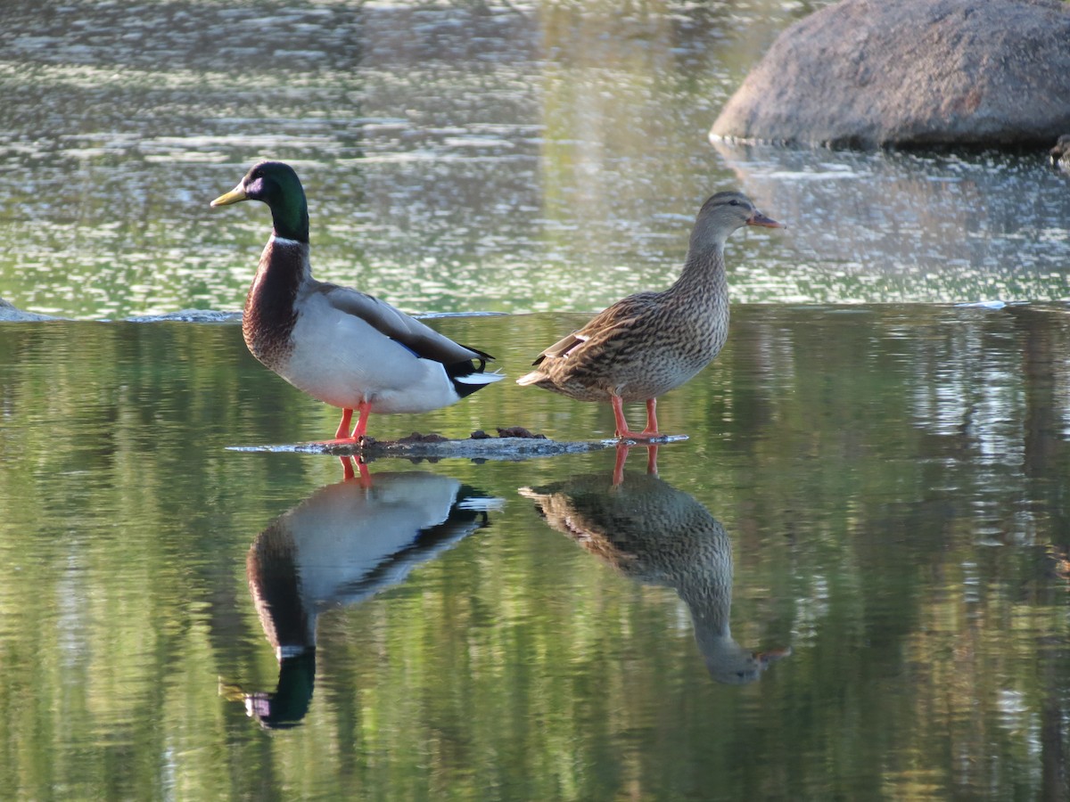 Mallard - ML647160283