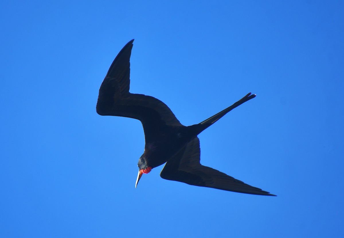 Magnificent Frigatebird - ML647160287