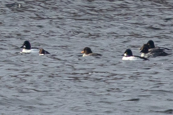 Barrow's Goldeneye - ML647160290