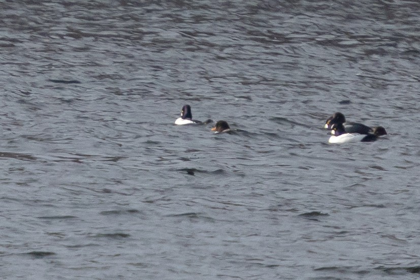 Barrow's Goldeneye - ML647160291