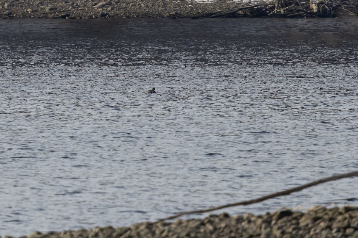 Barrow's Goldeneye - ML647160292