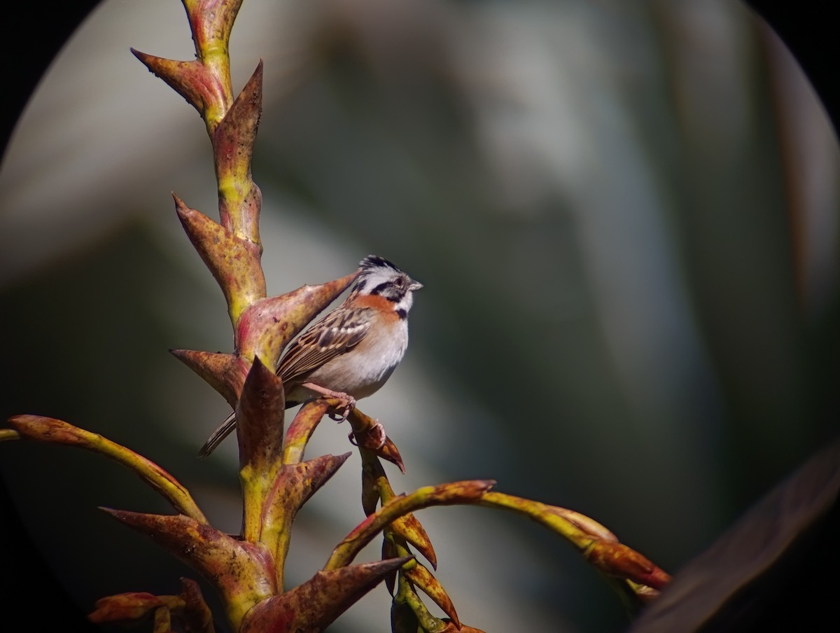 Rufous-collared Sparrow - ML647160293
