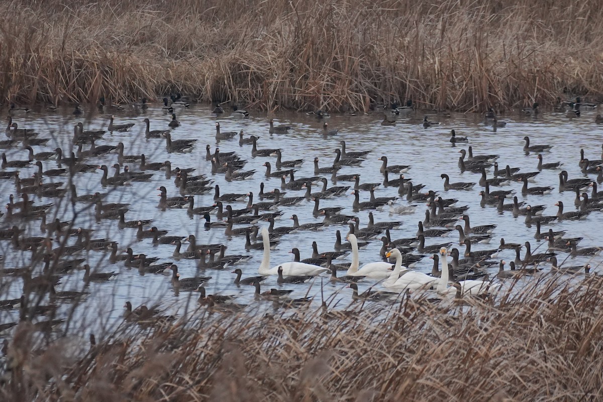 Greater White-fronted Goose (Eurasian) - ML647160294