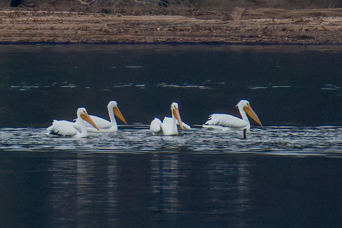American White Pelican - ML647160297