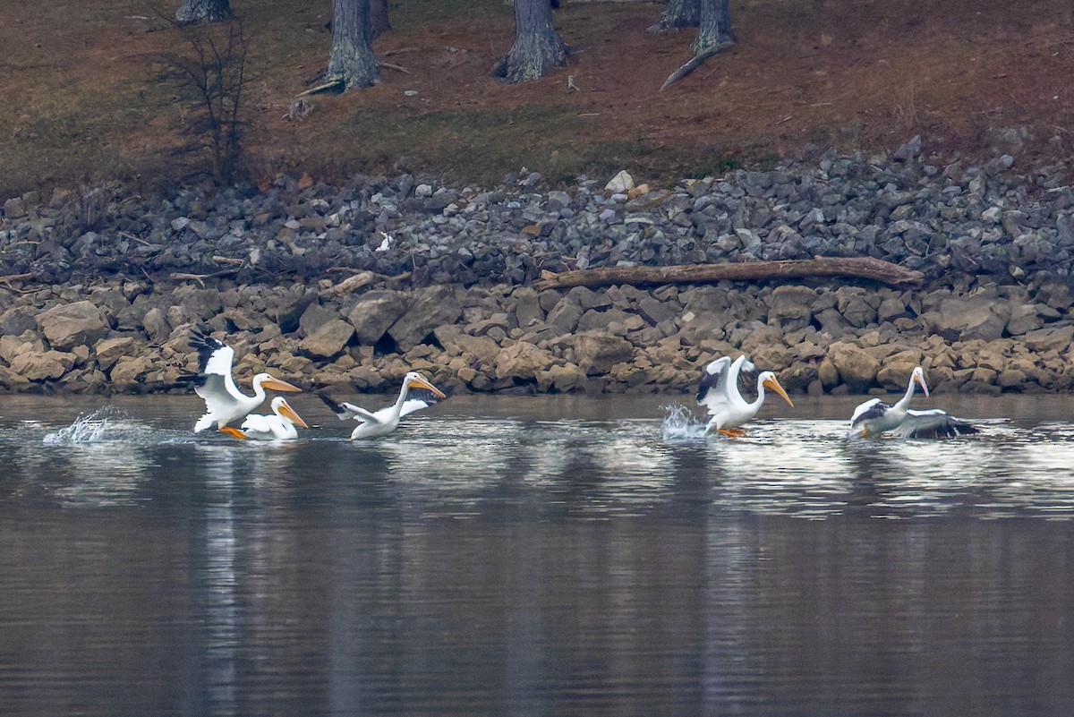 American White Pelican - ML647160298