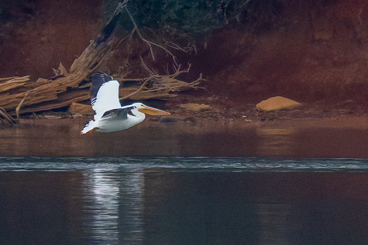 American White Pelican - ML647160299