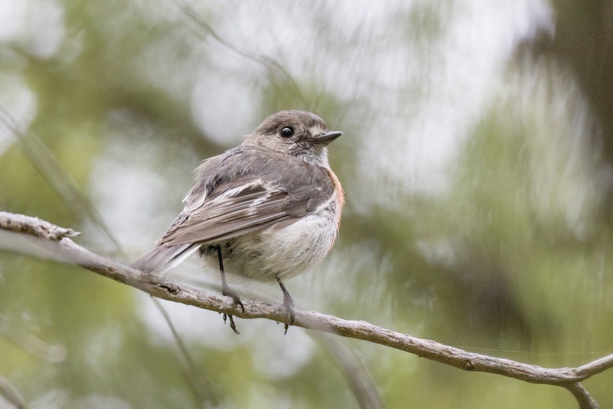 Scarlet Robin - ML647160300