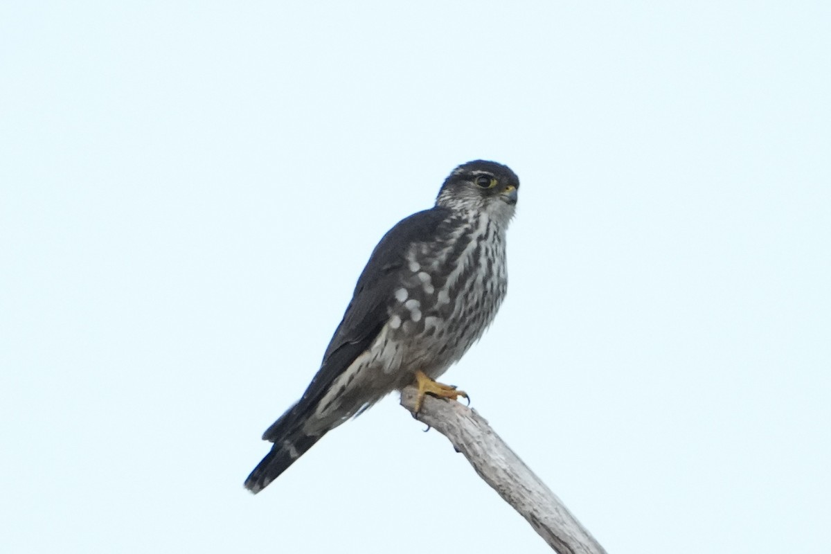 Merlin - ML647160301