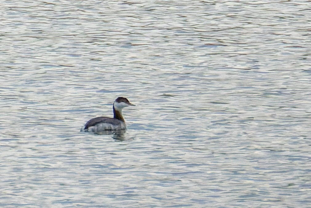 ミミカイツブリ - ML647160302