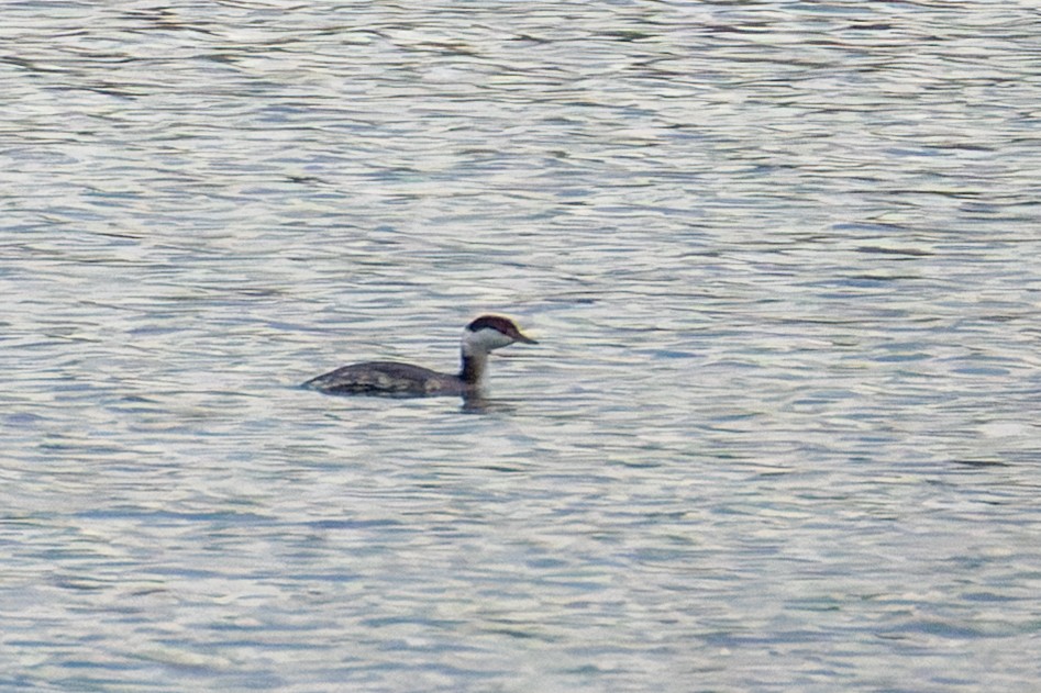 ミミカイツブリ - ML647160303