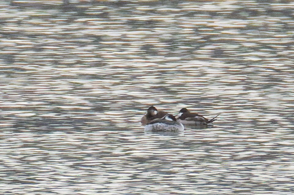 Ruddy Duck - ML647160304